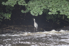 Ardea cinerea cinerea