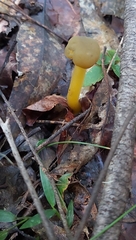 Leotia