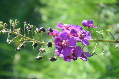 Verbascum phoeniceum