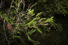Triplarina volcanica