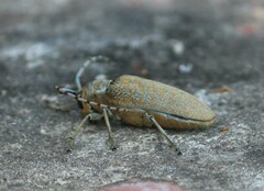 Celosterna scabrator