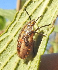 Agonoscelis versicoloratus