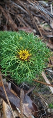 Isopogon ceratophyllus