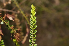Triplarina volcanica