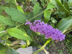 Buddleja