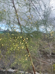 Asparagus plocamoides image