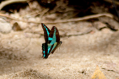 Graphium choredon