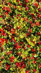 Cotoneaster horizontalis