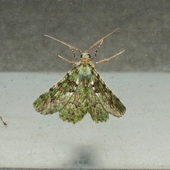 Aeolochroma hypochromaria
