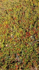 Cotoneaster horizontalis