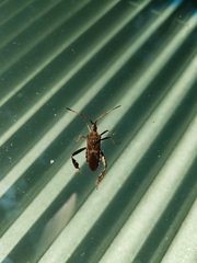 Leptoglossus corculus