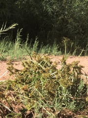 Cyperus erythrorhizos