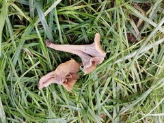 Craterellus undulatus