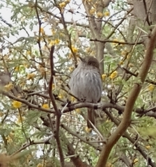 Hemitriccus margaritaceiventer