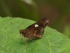 Notocrypta paralysos