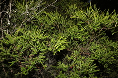 Triplarina volcanica