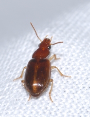 Bradycellus harpalinus