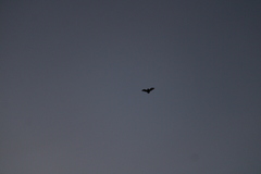 Pipistrellus pipistrellus