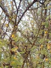 Hemitriccus margaritaceiventer