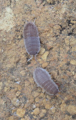 Porcellio