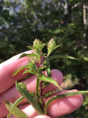 Eurybia surculosa