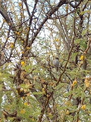 Hemitriccus margaritaceiventer