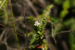 Triplarina volcanica