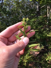 Eurybia surculosa