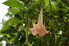 Brugmansia suaveolens