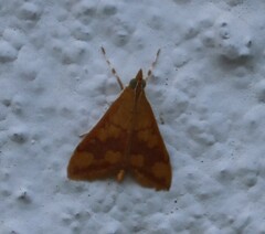 Pyrausta phoenicealis