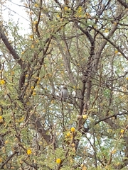 Hemitriccus margaritaceiventer