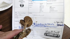 Pseudoarmillariella ectypoides