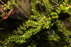 Triplarina volcanica