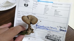 Pseudoarmillariella ectypoides