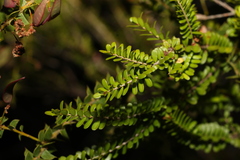 Triplarina volcanica
