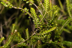 Triplarina volcanica