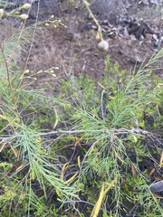 Asparagus plocamoides image