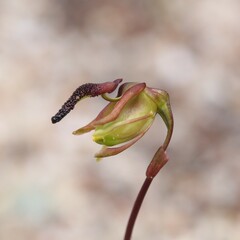 Caleana nigrita