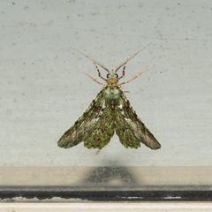 Aeolochroma hypochromaria