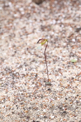 Caleana nigrita