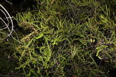 Triplarina volcanica