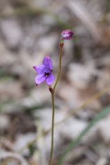 Elythranthera brunonis