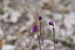 Elythranthera brunonis