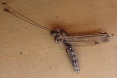 Ululodes quadripunctatus