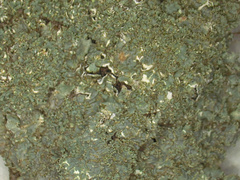 Punctelia appalachensis