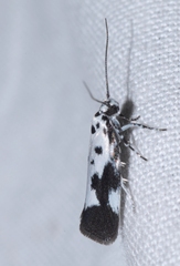 Ethmia quadrillella