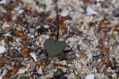 Caleana nigrita
