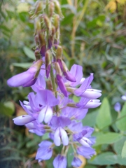 Galega orientalis