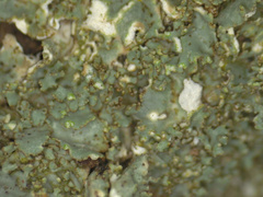 Punctelia appalachensis