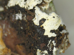 Punctelia appalachensis